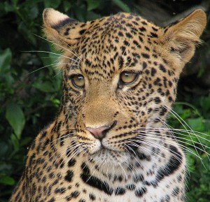 Young Leopard 