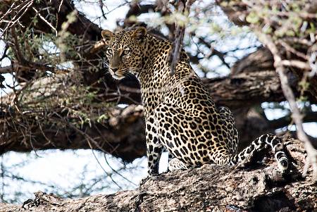 Leopard in tree