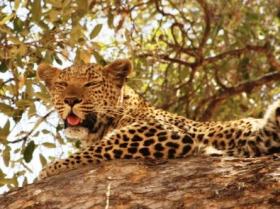 Leopard in tree