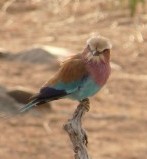 Lilac-breasted roller