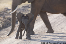 Baby elephant