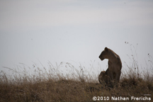 Lion at sunset