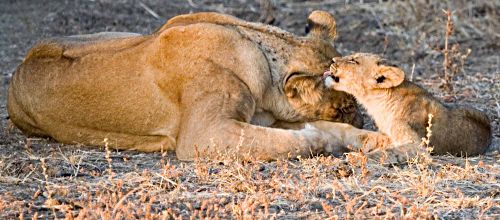 Lion cub and lioness