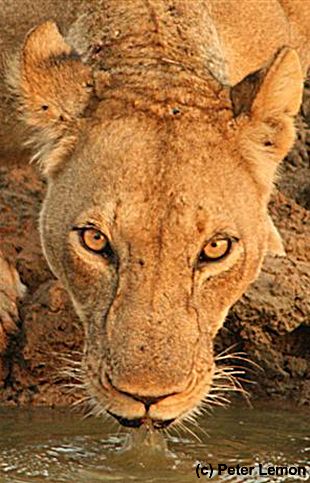 Lion drinking