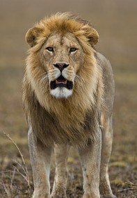Curious lion