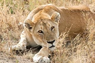 Lion - ©Nancy Andre