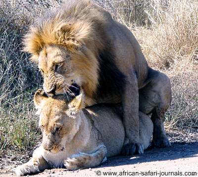 Mating Lions