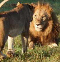 mating lions