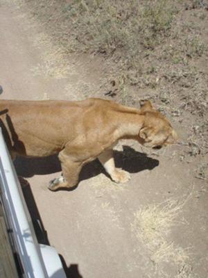 Safari lion