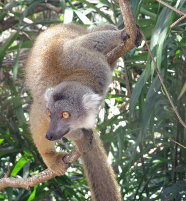 Grey Lemur