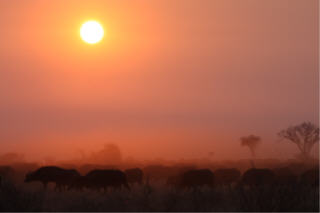 Kruger morning rush hour