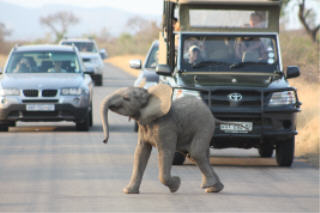 Kruger traffic jam