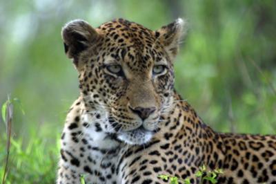 Female leopard