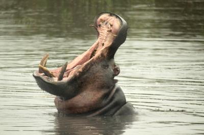 Hippo yawn