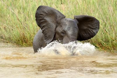 Elephant splash