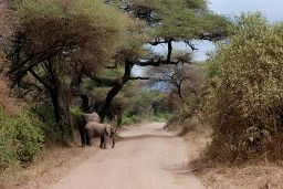 Manyara NP