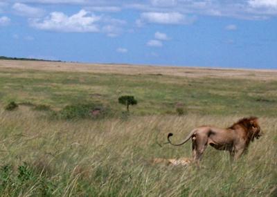 Lion 'harusi'