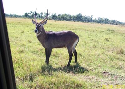 Defassa waterbuck