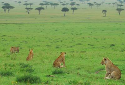 Lions -  ©Seppo Suomela