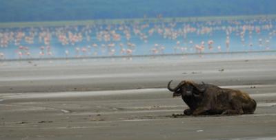 Buffalo -  ©Seppo Suomela