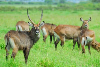 Defassa waterbuck - ©Seppo Suomela