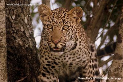 Leopard - ©Babette de Jonge