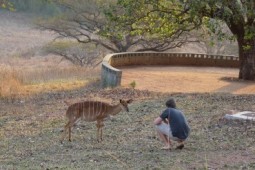 Mlilwane Swaziland - nyala in camp