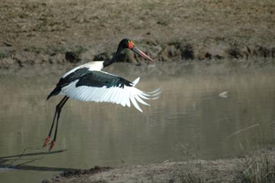 Saddle-billed Stork