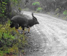 Nyala bull