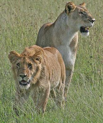 Lion Pair 