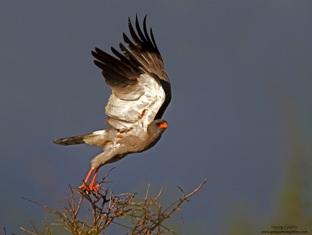 Pale Chanting Goshawk - Sanjay Gupta