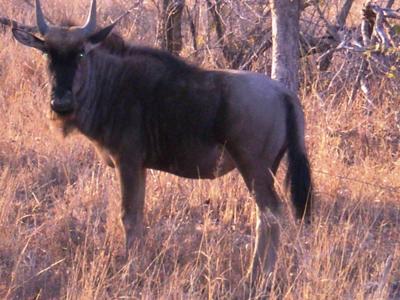 Blue wildebeest