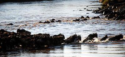 Wildebeest Crossing