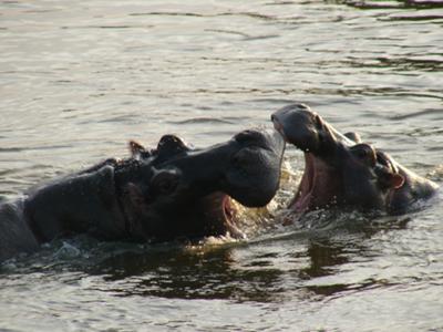 Hippos in our back yard