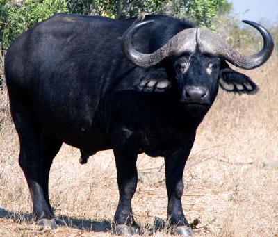 Buffalo bull