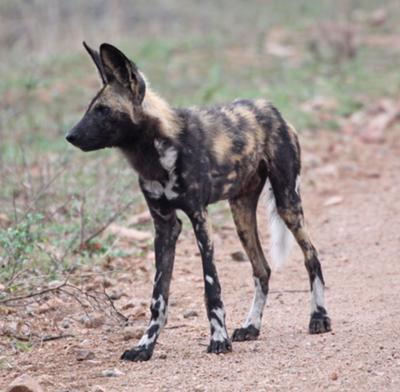 Wild dog, seen in the south of Kruger
