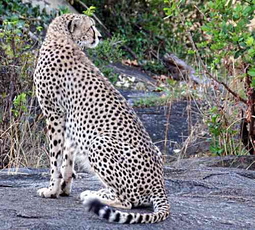Cheetah on a rock