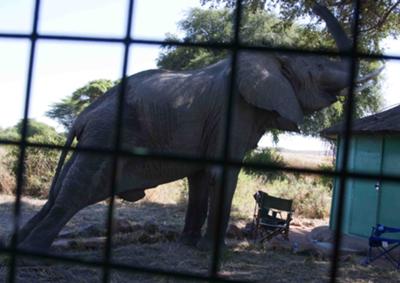 Elephant in camp