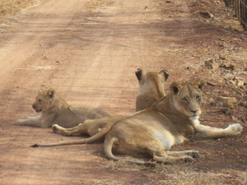 They were greedy for the camera and decided to<br> block our path so we couldn't leave!