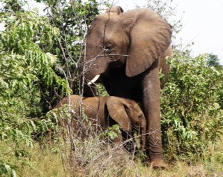 Elephant and baby