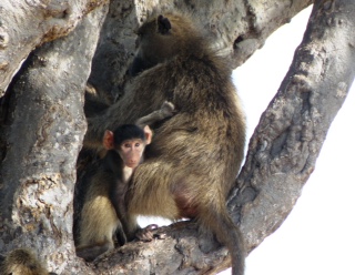 Baboons