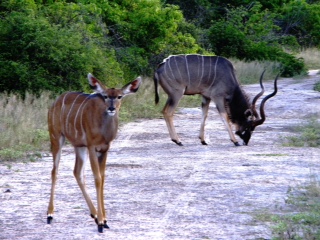 Kudu pair