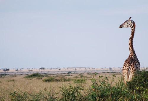 Savanah Giraffe