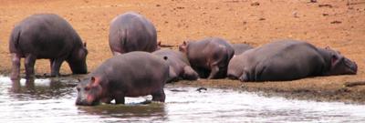 Hippo out of water