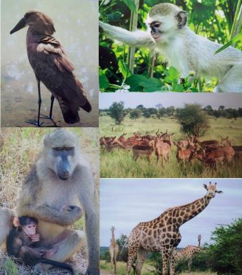 Clockwise: Hamerkop, vervet monkey, impala, giraffe, chacma baboon with baby