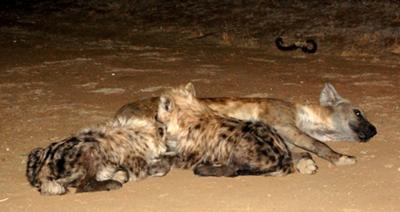 Hyena with pups