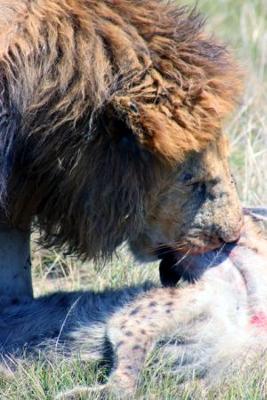 Lion Inspects Hyena Victim