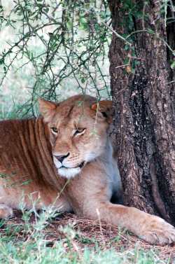 Serengeti lion