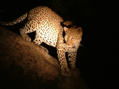 Kaingo - Leopard