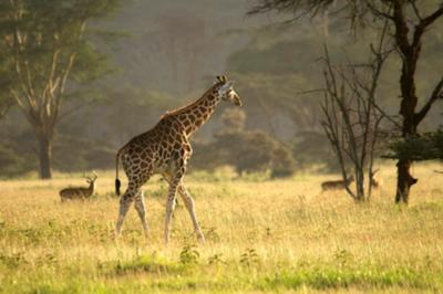 Lake Nakuru